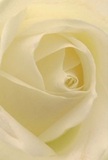 Sink into the gentle embrace of this creamy white rose, each petal unfurling in a soft spiral that seems to cradle you in warmth and peace. The composition draws you deep into the heart of the bloom-shadows caressing the inner folds, adding quiet drama and inviting the imagination to reach out and trace the velvety surface, cool and soothing as the early hours in West Hampstead's parks. The atmosphere is serene; filtered morning light illuminates subtle gradations from ivory to cream, evoking a sense of gentle hope. It brings to mind the comfort of receiving a thoughtfully arranged bouquet after a significant life event-moments when words are too little and flowers speak for us, something West Hampstead Florist understands keenly. The near-transparent tips of the petals signal both fragility and resilience, while the careful arrangement celebrates natural beauty, artistry, and respect. You can almost perceive the soft fragrance, understated yet anchoring, imbued with memory. Such a rose is ideal for sympathy, admiration, or honoring a new chapter, echoing the personal touch and heartfelt empathy found in every floral gift delivered across West Hampstead's friendly community.